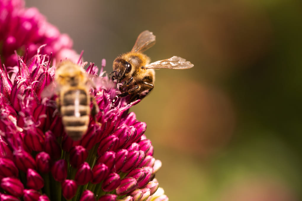 Why the Mesoamerican Biological Corridor matters, by Max van Rijswijk