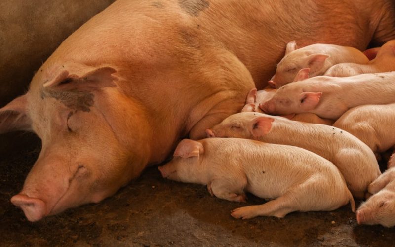 Empowering Youth & Agriculture: CSR’s Role in Zimbabwe